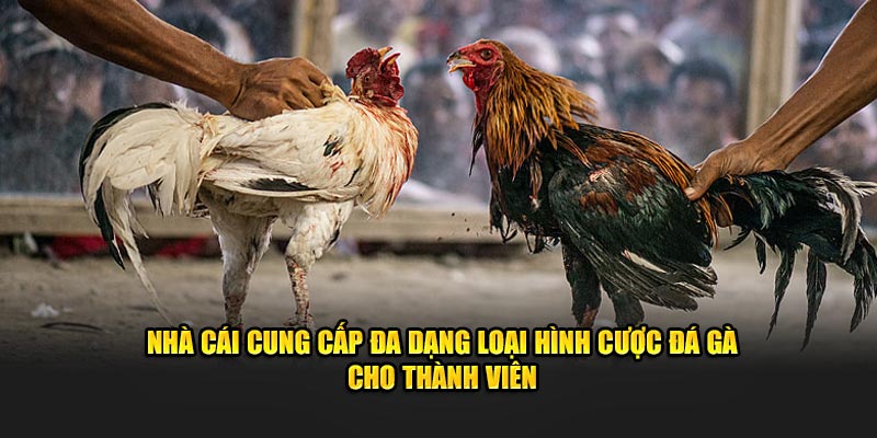 Nhà cái cung cấp đa dạng loại hình cược cho thành viên