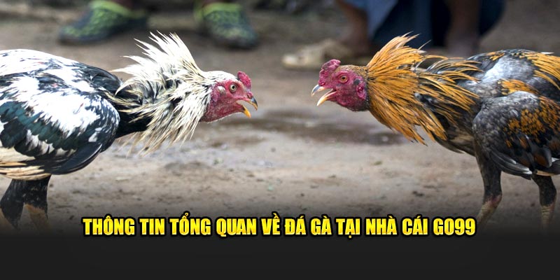 Thông tin tổng quan về đá gà tại nhà cái Go99